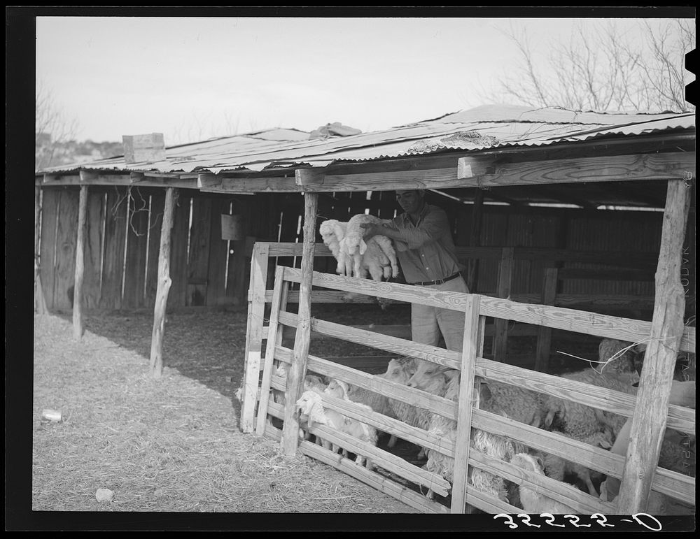 Separating the kids from the goats at shearing pen. Junction, Kimble County, Texas by Russell Lee