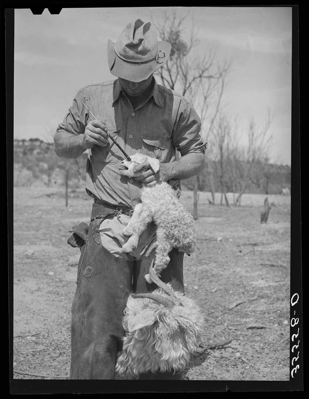 Ranchman marking a kid with paint to identify it with its mother who is marked likewise. Kimble County, Texas by Russell Lee
