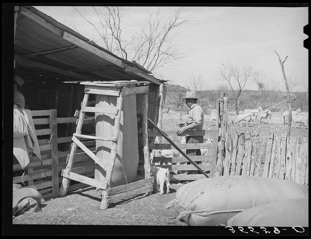 Corner of goat shearing pen with partly filled bag of mohair and filled bags. Ranchman is counting goats as they leave the…