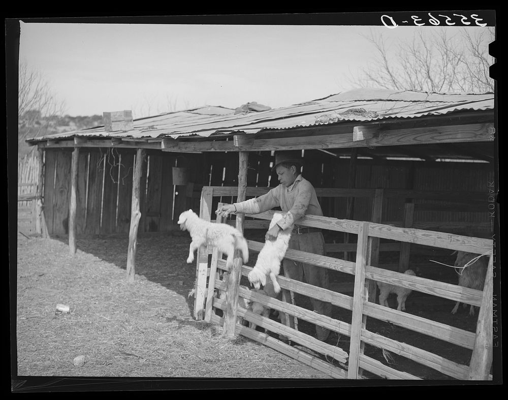 Shearer seperating goats from kids. Kimble County, Texas by Russell Lee