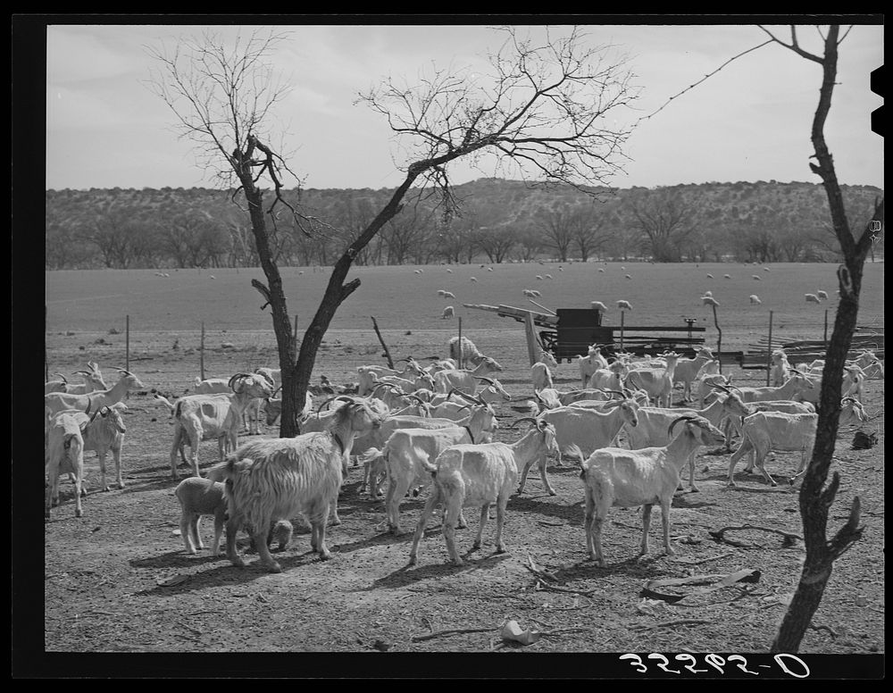 Shorn goats on ranch in Kimble County, Texas by Russell Lee