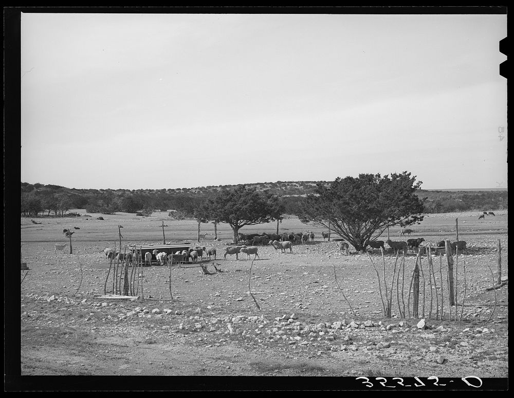 Sheep and goats in fenced enclosure. Sutton County, Texas by Russell Lee