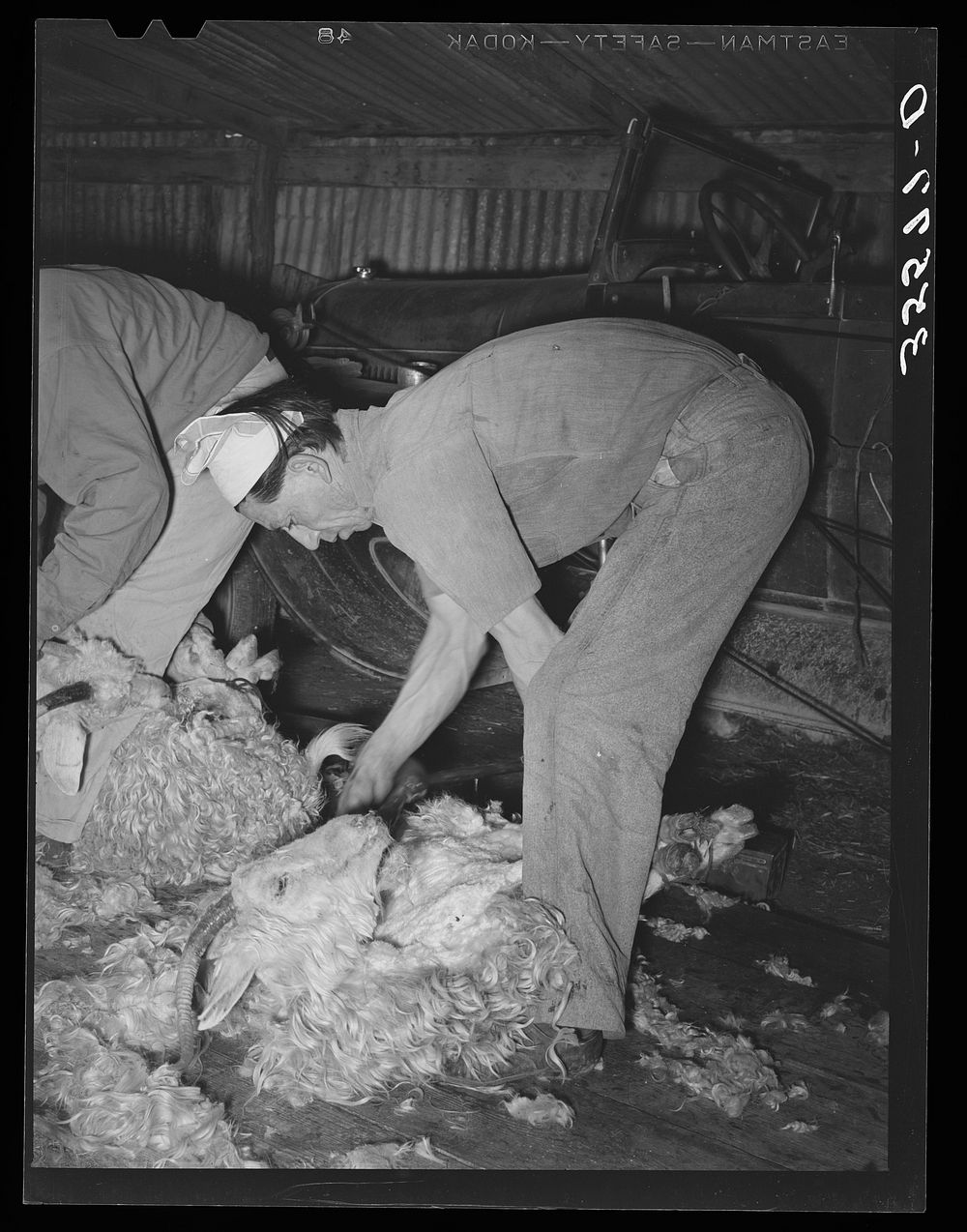 Shearing a goat on ranch in Kimble County, Texas by Russell Lee