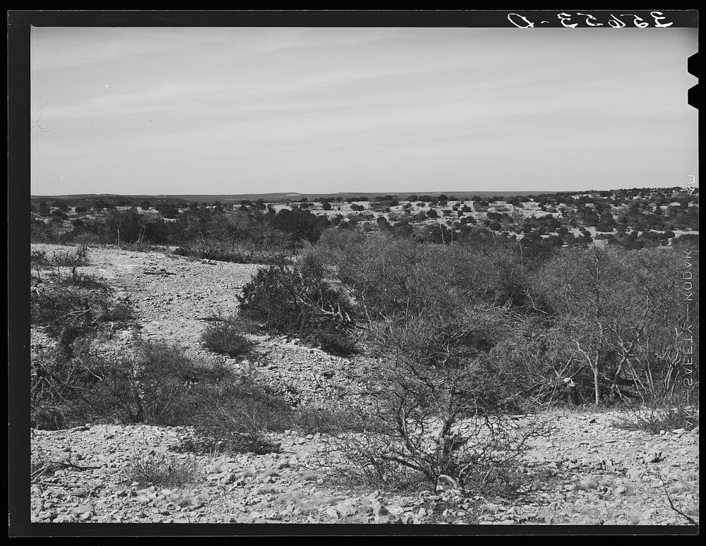 Rocky, hilly terrain spotted with scrub oak and cedar trees. Kimble County, Texas by Russell Lee