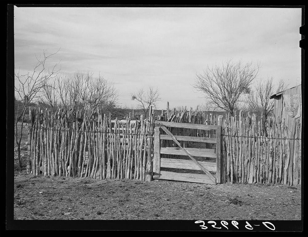 Cedar post fence on ranch of rehabilitation borrower in Kimble County, Texas by Russell Lee