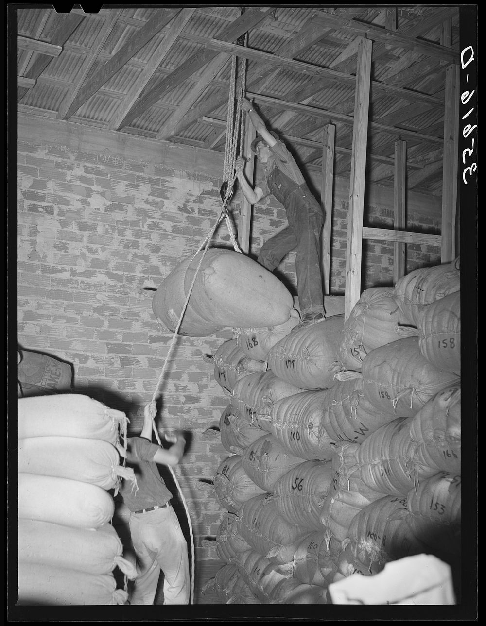 [Untitled photo, possibly related to: Hoisting a sack of mohair into place for storage at the Kimble County Wool and Mohair…