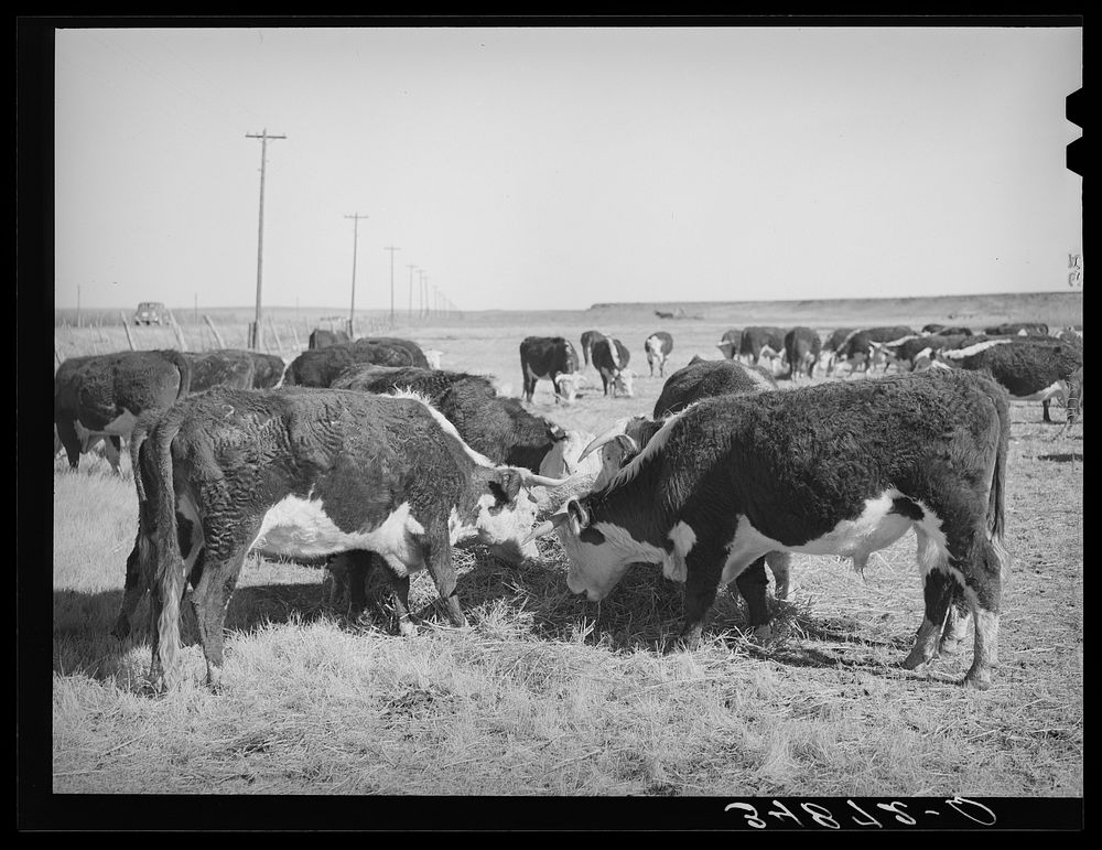 [Untitled photo, possibly related to: Hereford cattle eating hay grown by flood irrigation methods in the Little Colorado…