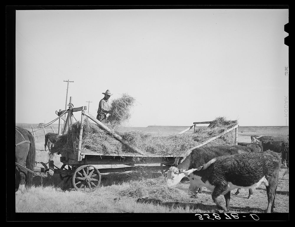 Rancher feeding hay which was raised through flood irrigation in the Little Colorado River Valley. Apache County near…