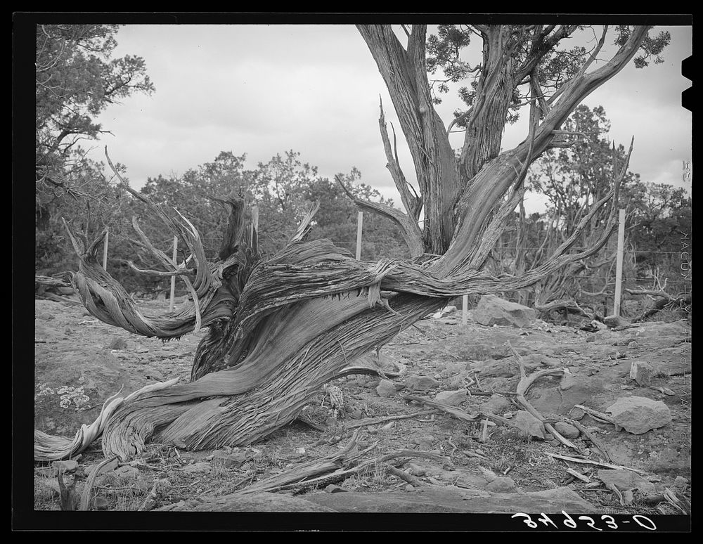 [Untitled photo, possibly related to: Twisted mountain juniper. Apache County, Arizona] by Russell Lee
