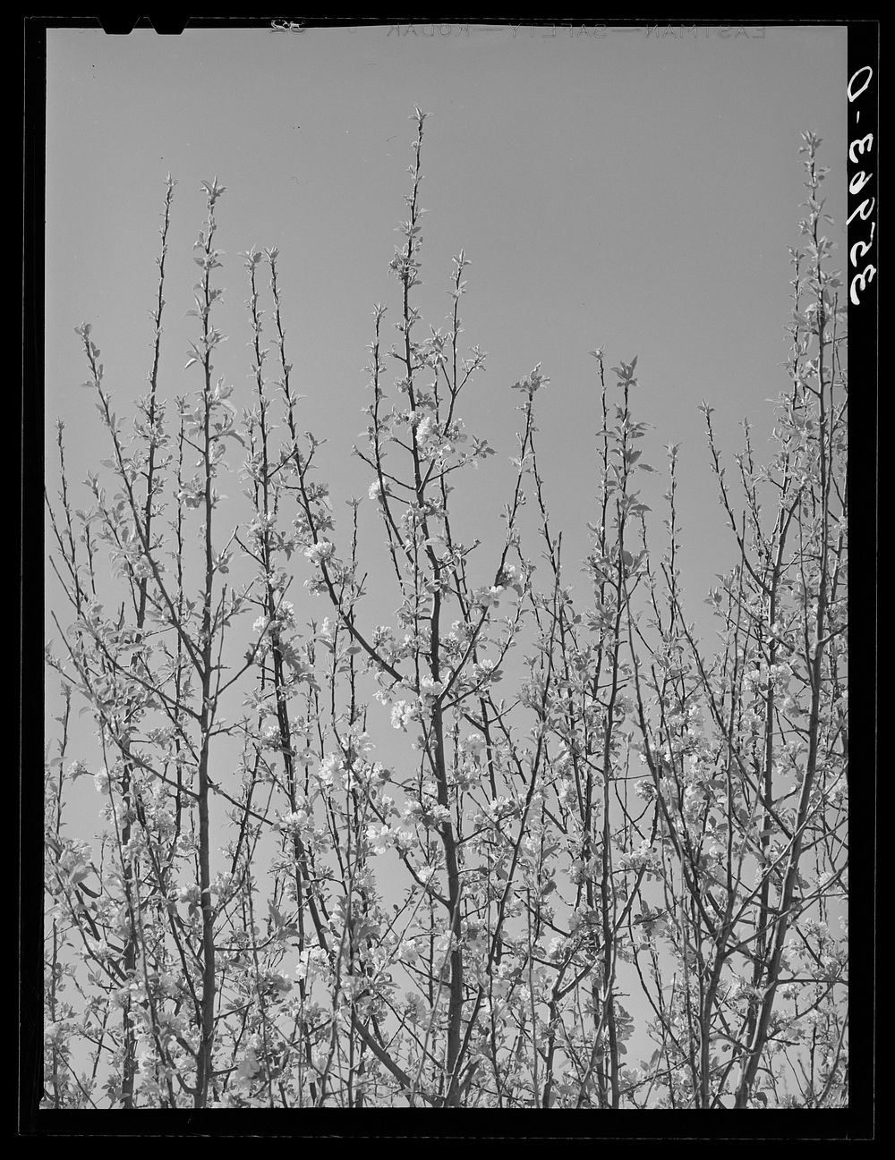 Apple blossoms in irrigated orchard in Bernalillo County, New Mexico by Russell Lee