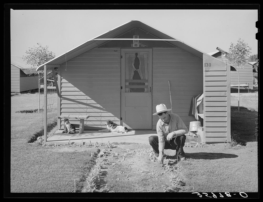 Migrant agricultural worker planting flowers in front of his metal shelter at the Agua Fria migratory labor camp, Arizona.…