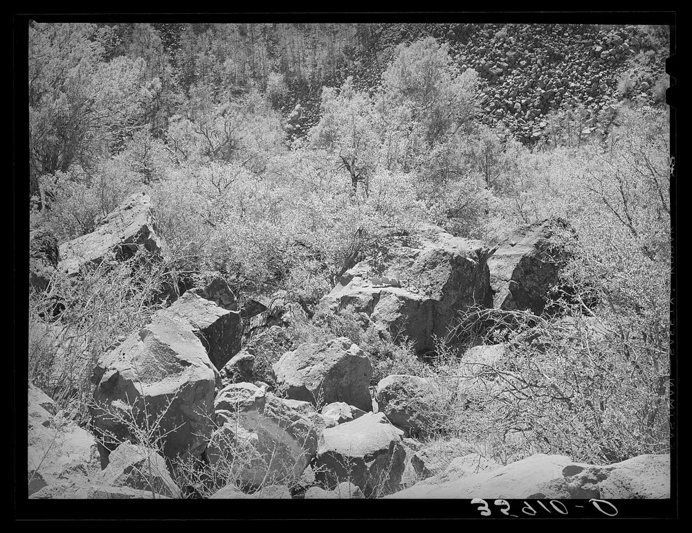 [Untitled photo, possibly related to: Rocks and vegetation in the gorge of the Carrizo Creek. Navajo County, Arizona] by…