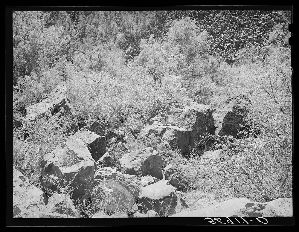 Rocks and vegetation in the gorge of the Carrizo Creek. Navajo County, Arizona by Russell Lee