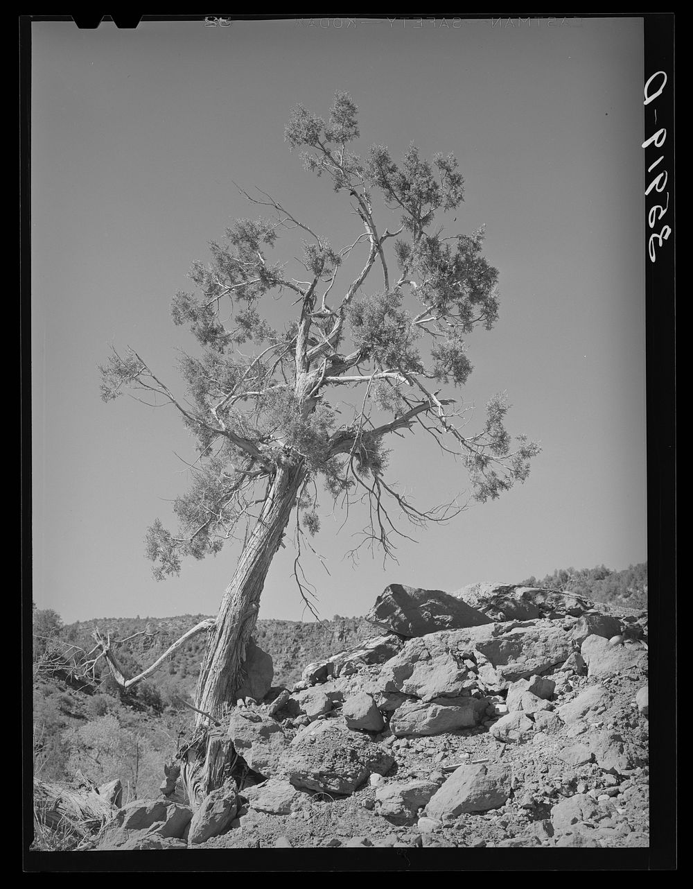 Western Juniper growing in Carrizo Creek Valley. Navajo County, Arizona by Russell Lee
