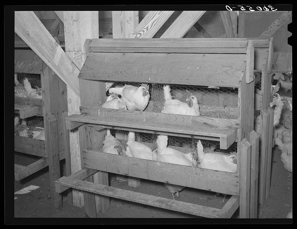Hens on the nest at Arizona part-time farms. Maricopa County, Arizona by Russell Lee