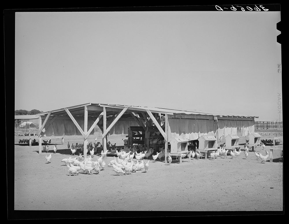 Chicken shelter on the Arizona part-time farms, Chandler Unit. Maricopa County, Arizona by Russell Lee