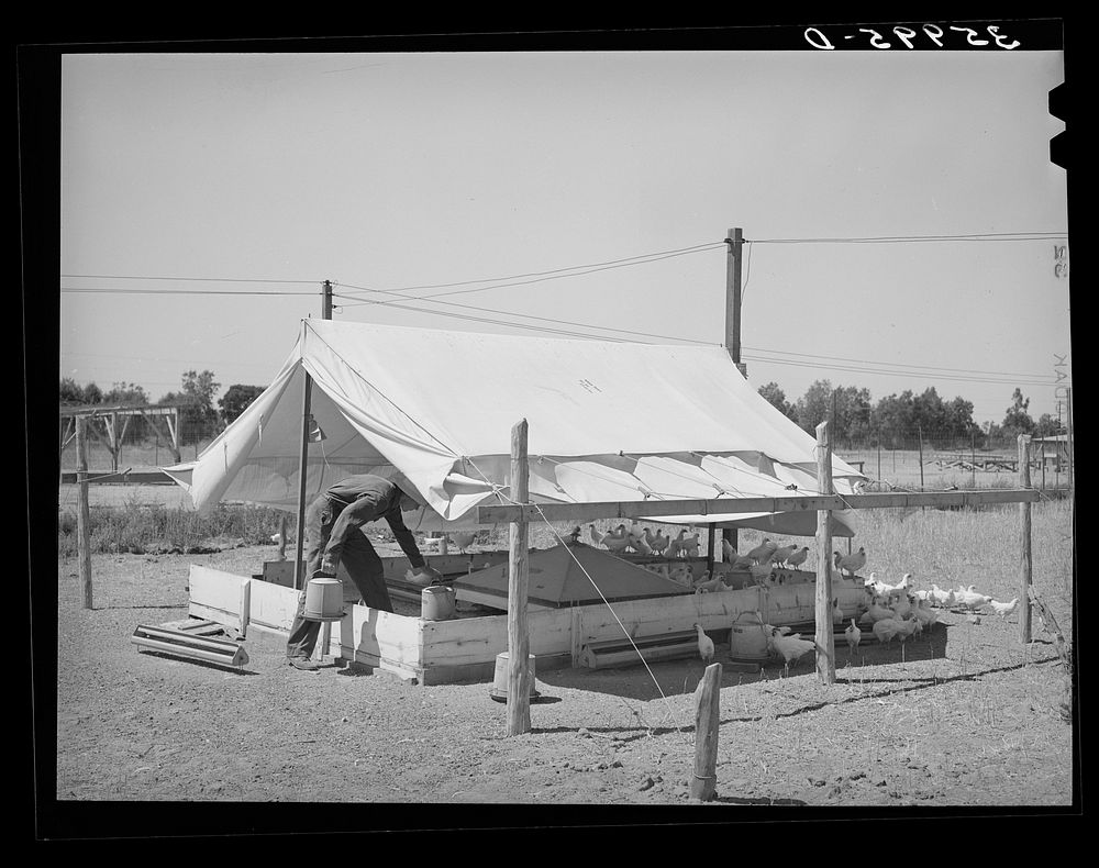 Poultry raising is one of the mainstays of the Arizona part-time farms. Chandler Unit, Maricopa County, Arizona by Russell…