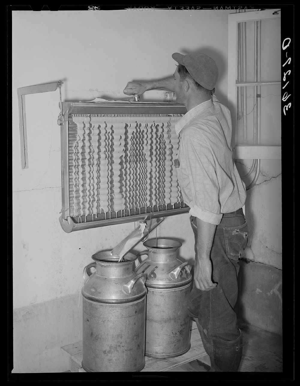 Member of the Arizona part-time farms, Chandler Unit, cooling milk at the dairy of the farm. Maricopa County, Arizona by…
