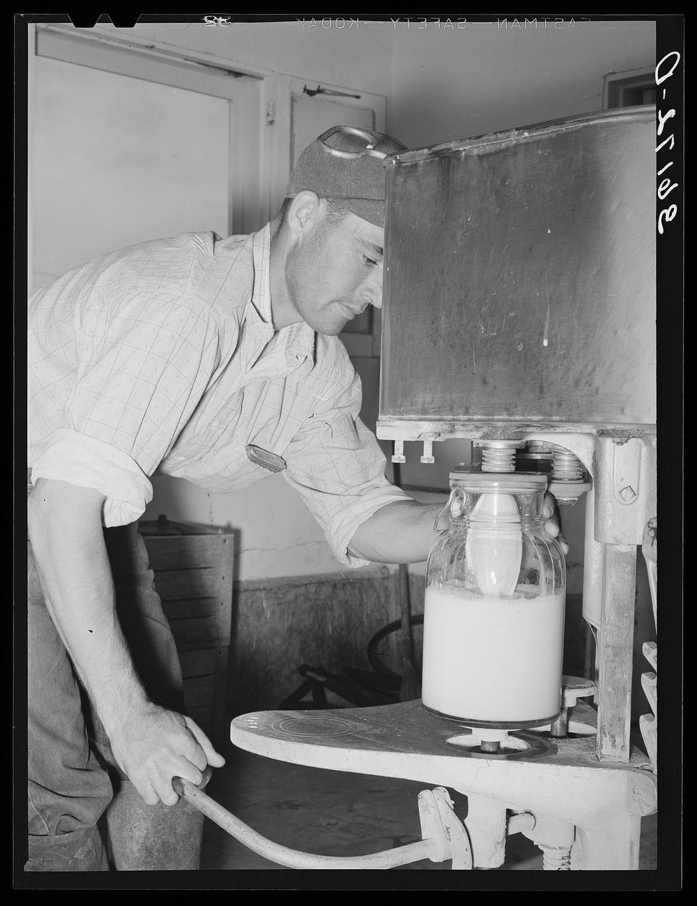 Member filling gallon bottles of milk at the dairy of the Arizona part-time farms. Maricopa County, Arizona by Russell Lee