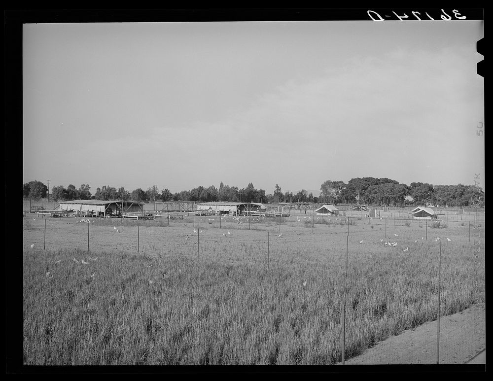 Chicken yard and poultry shelters at the Arizona part-time farms. Maricopa County, Arizona by Russell Lee