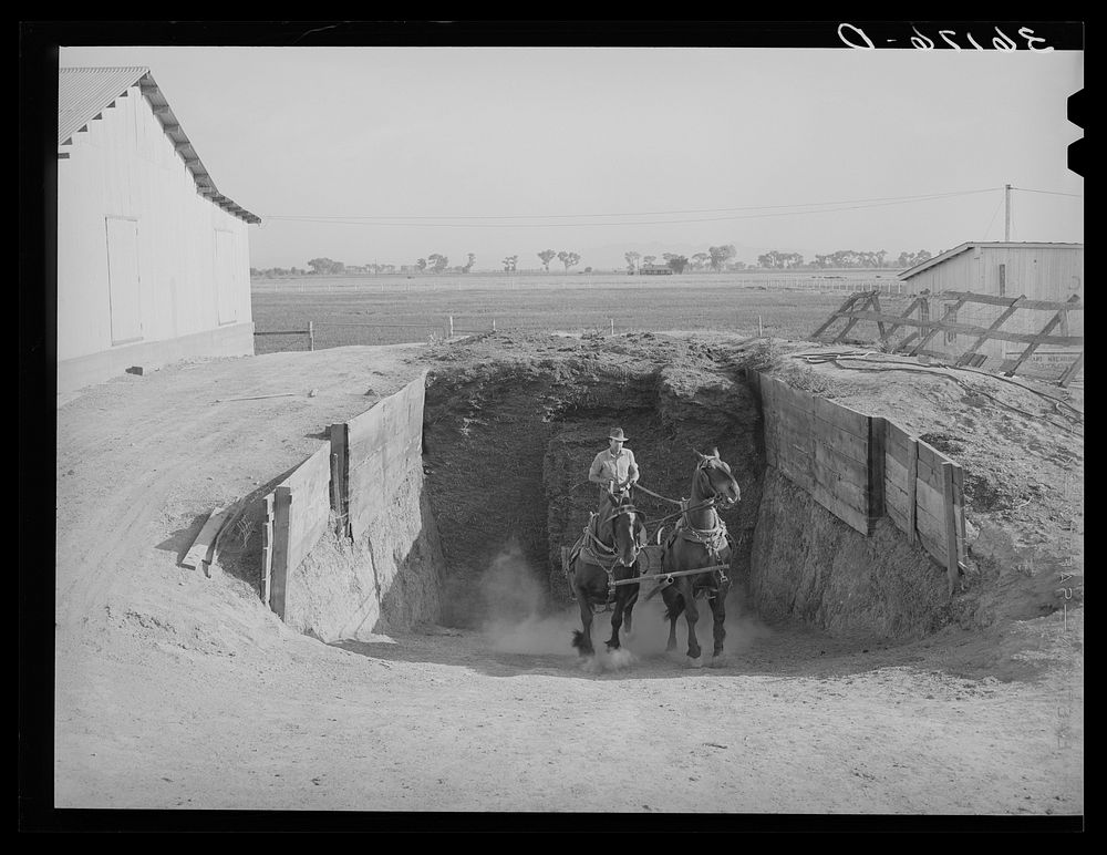 Member of the Arizona part-time farms hauling silage from trench silo on the farms. Maricopa County, Arizona by Russell Lee