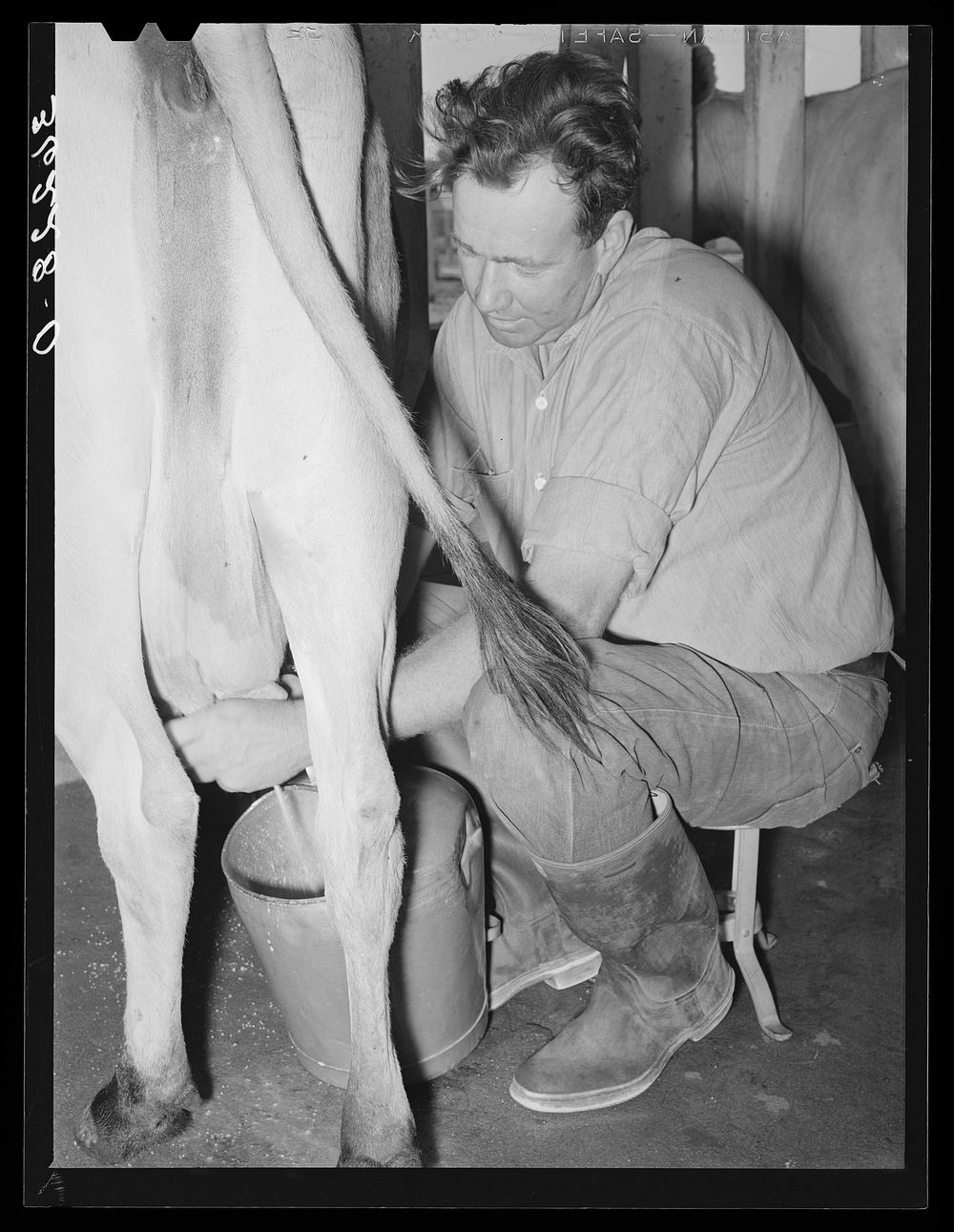 Member of the Arizona part-time farms milking. Chandler Unit, Maricopa County, Arizona by Russell Lee