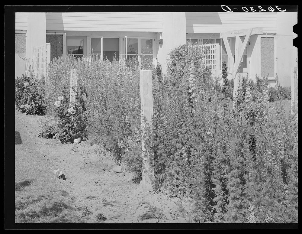 Backyard of apartment house at the Arizona part-time farms. Chandler Unit. Maricopa County, Arizona by Russell Lee