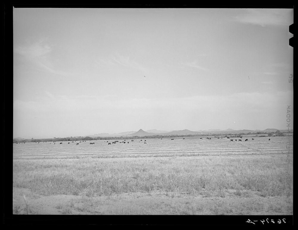 Range cattle at the Casa Grande Valley Farms. Pinal County, Arizona by Russell Lee