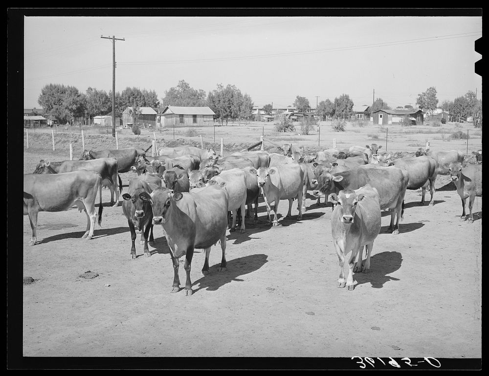 Part of the fine dairy herd at the Arizona part-time farms. Maricopa County, Arizona by Russell Lee
