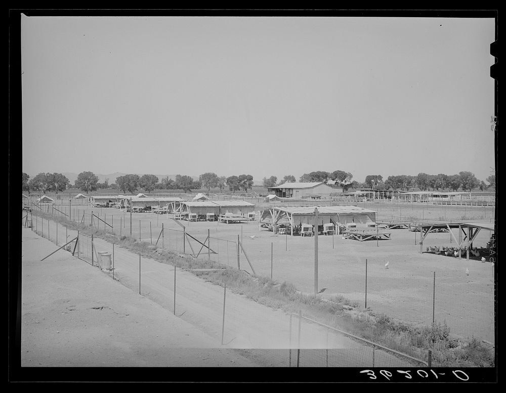 Poultry yard and houses at the Arizona part-time farms. Maricopa County, Arizona by Russell Lee