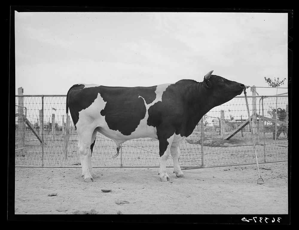 Pedigreed Holstein herd bull at the Casa Grande Valley Farms. Pinal County, Arizona by Russell Lee