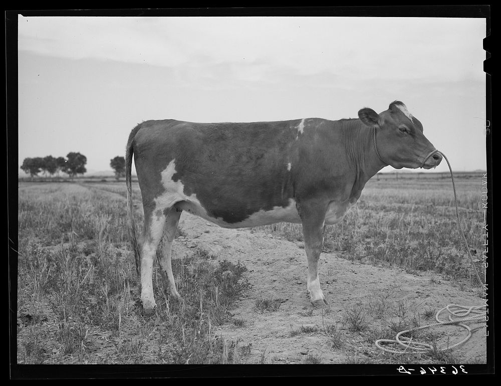 Guernsey heifer at the Casa Grande Valley Farms. Pinal County, Arizona. Her dam on test yielded 760 pounds of butterfat in…