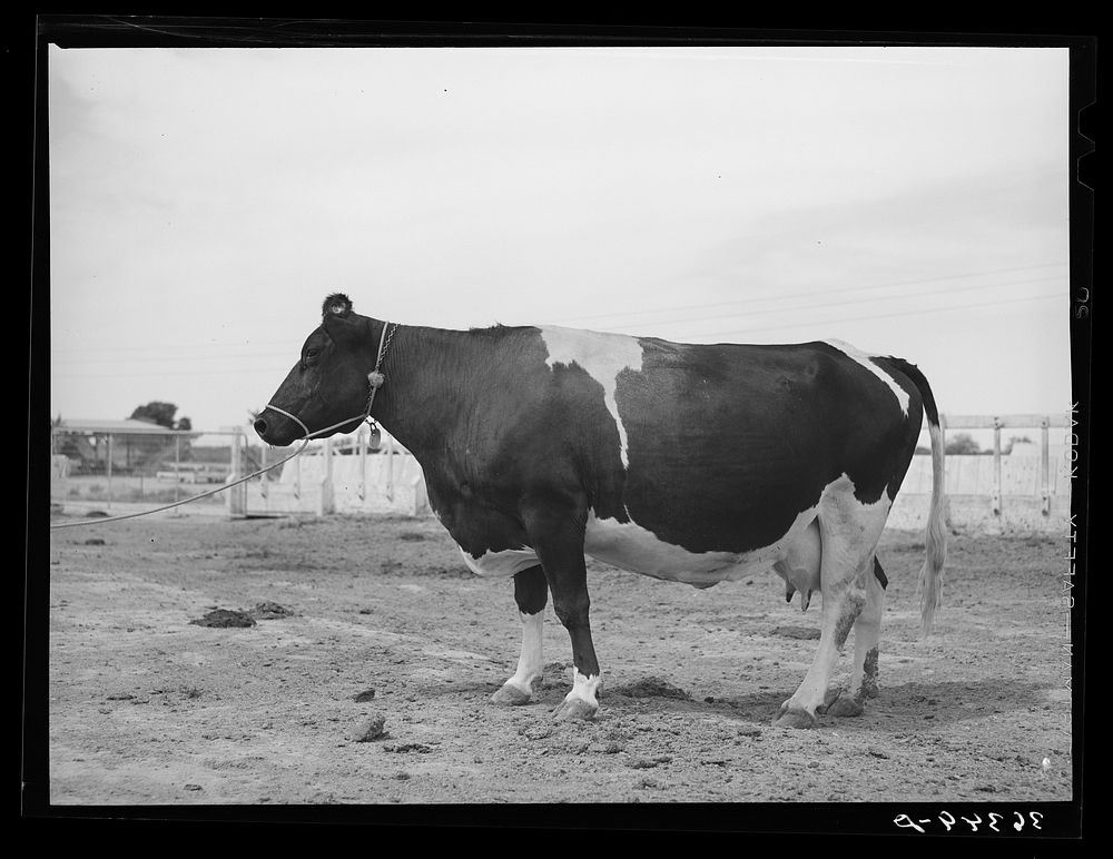 Holstein cow at Casa Grande Valley Farms. Pinal County, Arizona. She yielded 497 pounds of butterfat in 370 days. On test 77…