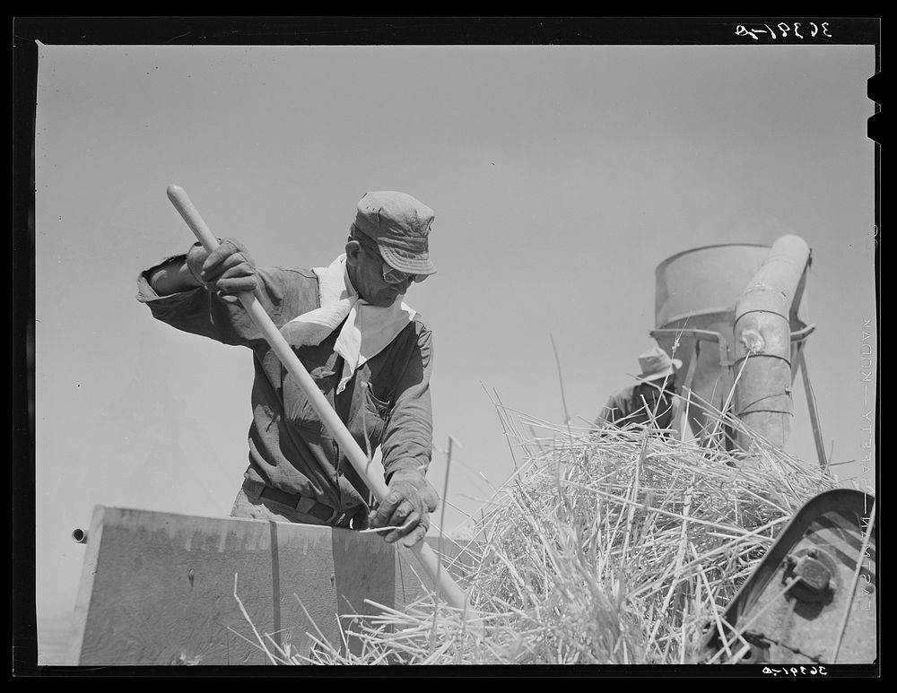 Worker at the hay chopper at the Casa Grande Valley Farms. Pinal County, Arizona by Russell Lee