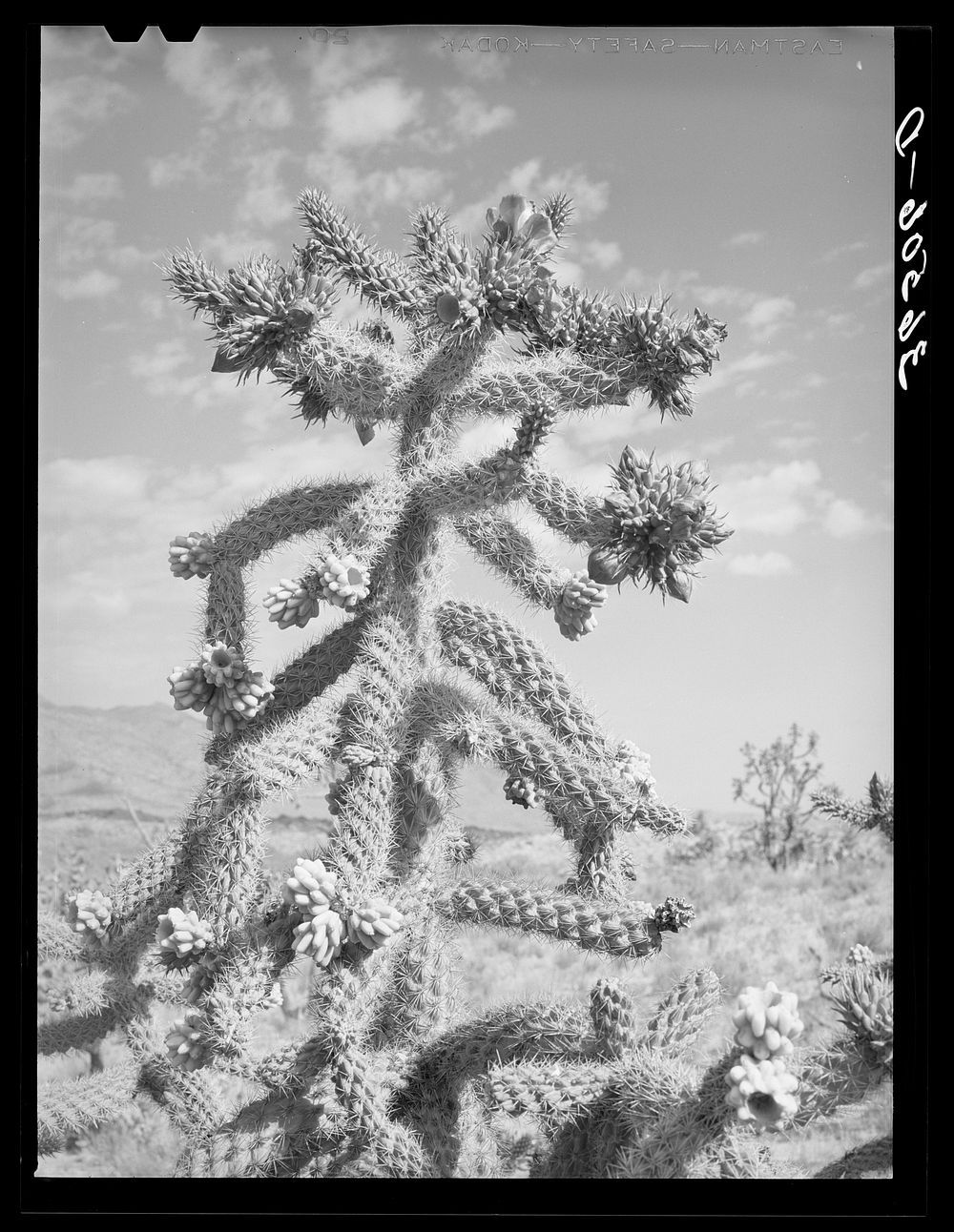 Cactus in bloom in Graham County, Arizona by Russell Lee