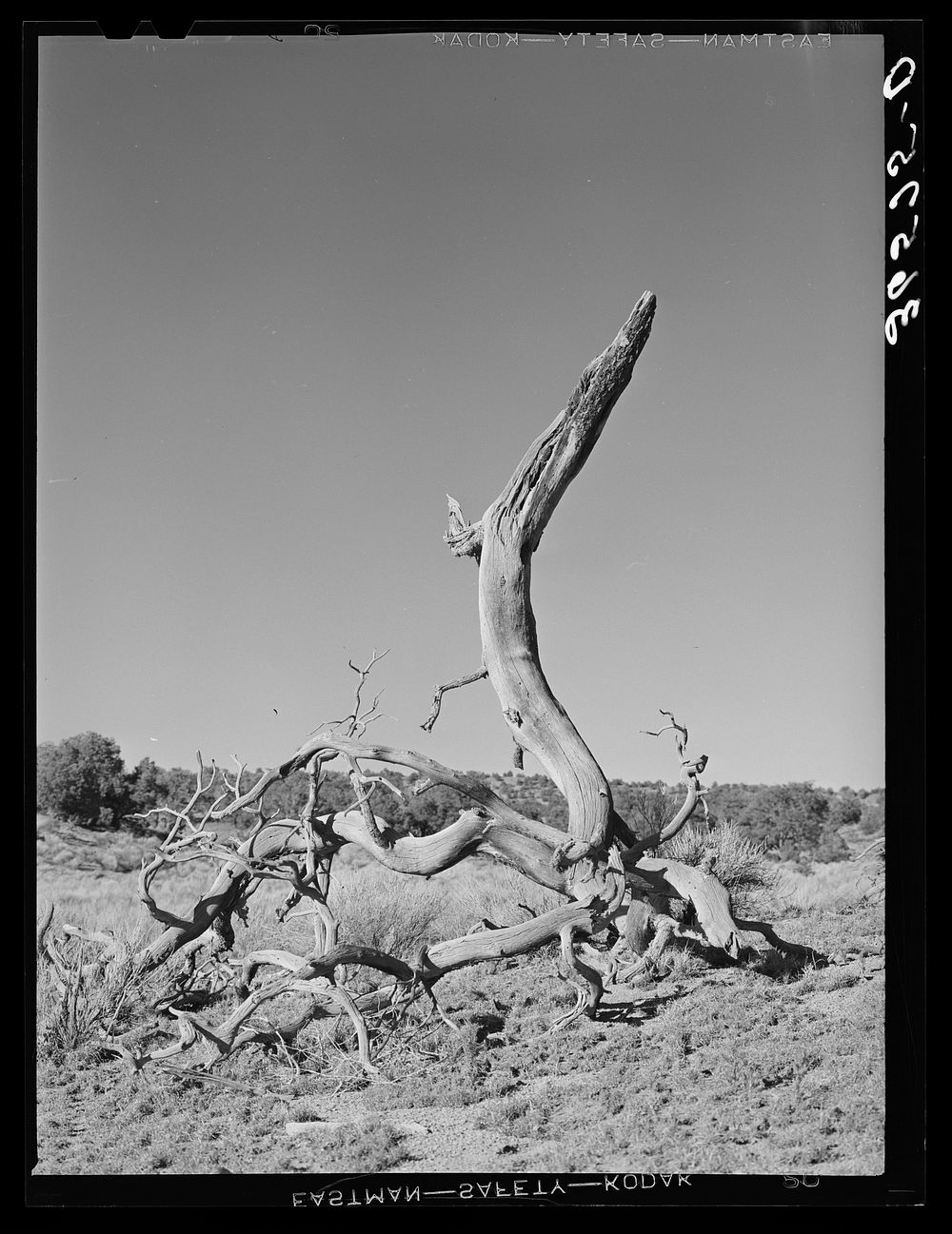 Twisted tree. Pie Town, New Mexico by Russell Lee