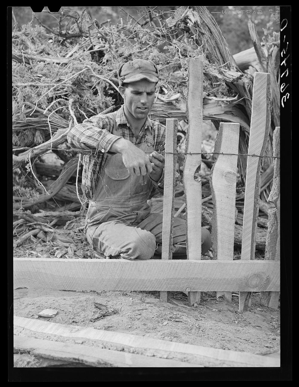 [Untitled photo, possibly related to: Jack Whinery fencing with handsplit rails on his homestead at Pie Town, New Mexico] by…
