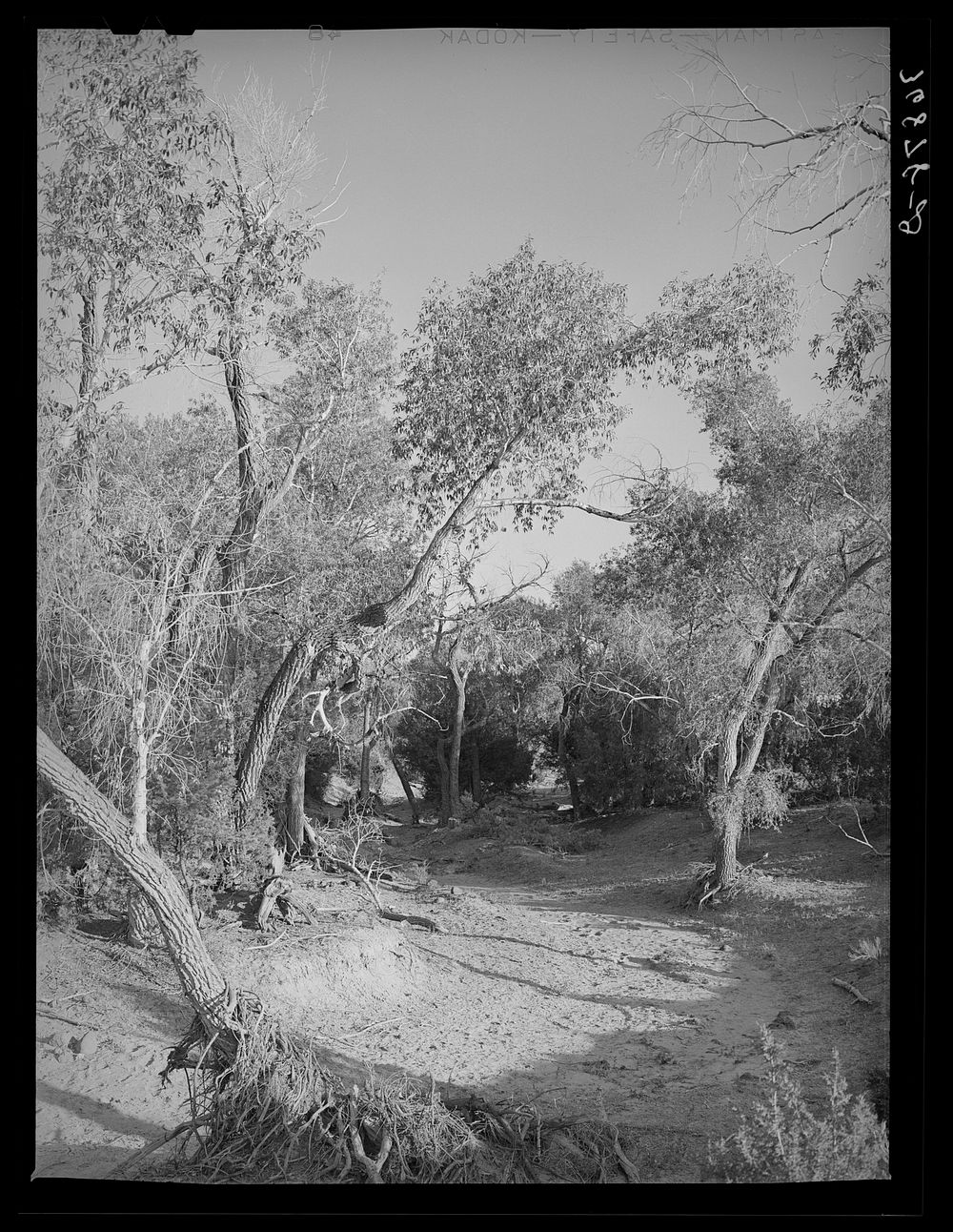 [Untitled photo, possibly related to: Road leading throught the woods. Pie Town, New Mexico] by Russell Lee