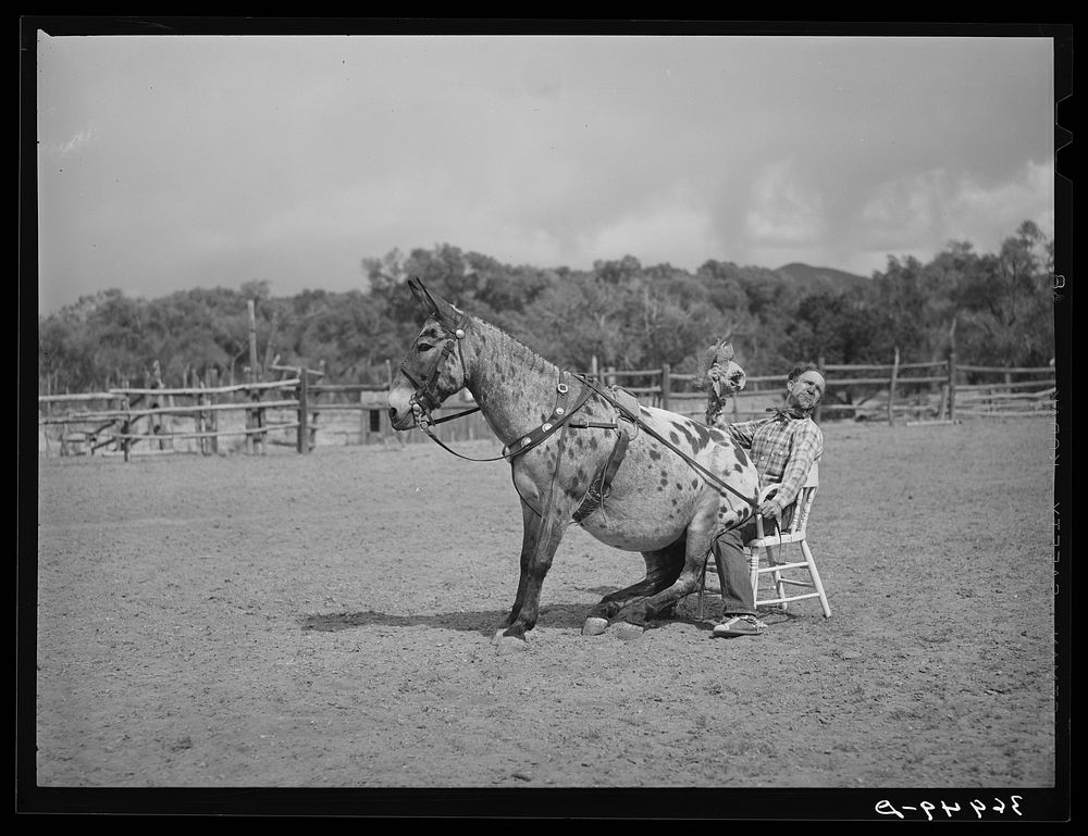 Clown rider with his trick mule at rodeo. Quemado, New Mexico by Russell Lee