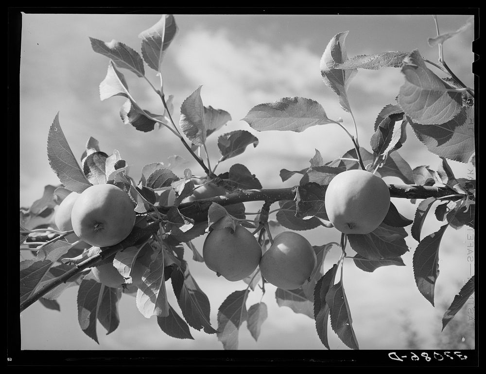 [Untitled photo, possibly related to: Apples are one of the main fruit crops along the Rio Pueblo at Dixon, New Mexico] by…