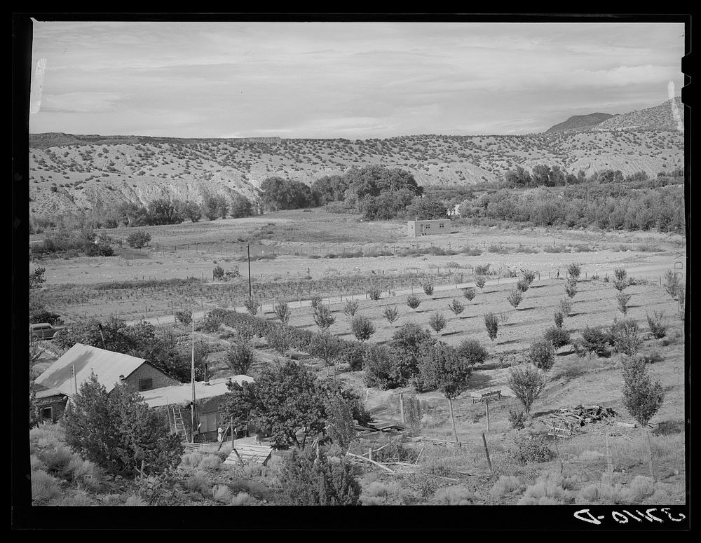 Orchard of farmer at Dixon, New Mexico by Russell Lee