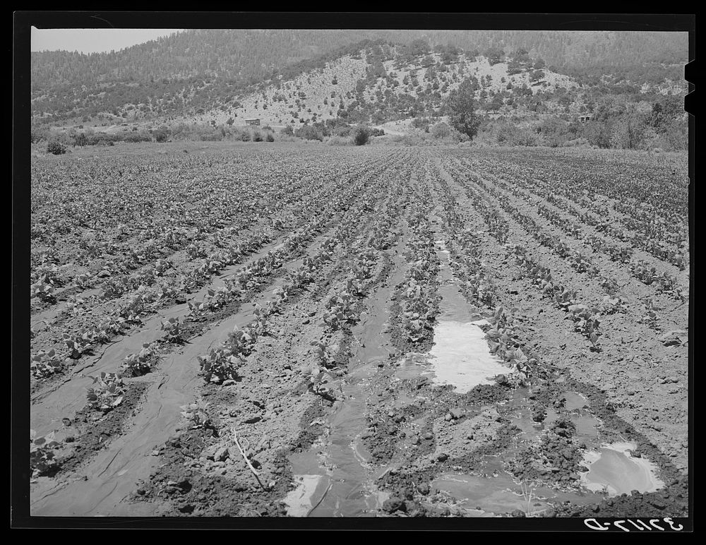 Irrigated bean field. Amalia, New Mexico by Russell Lee