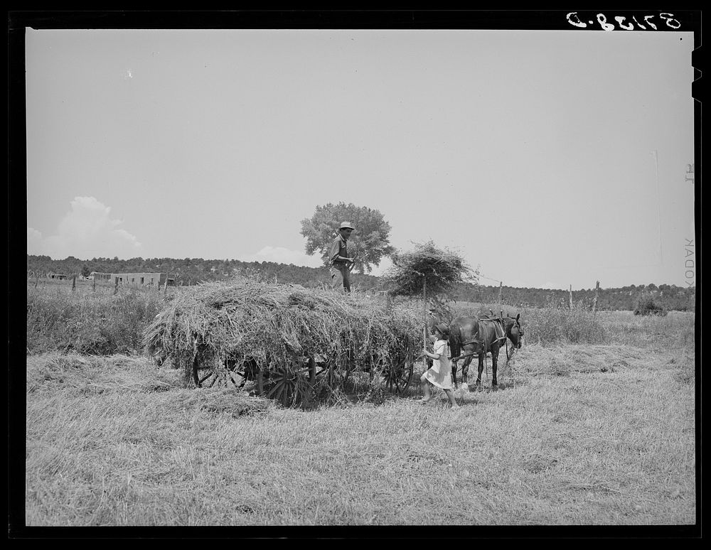 [Untitled photo, possibly related to: Pitching hay on Spanish-American farm. Chamisal, New Mexico] by Russell Lee