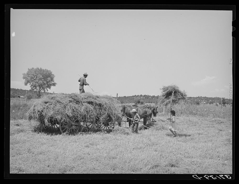 Pitching hay on Spanish-American farm. Chamisal, New Mexico by Russell Lee