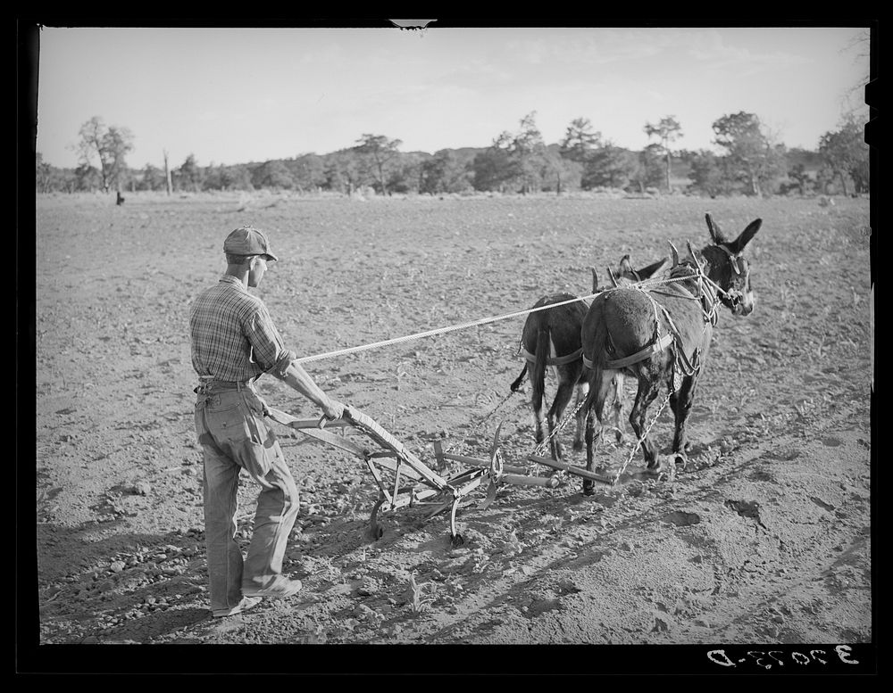Mr. Whinery cultivating corn. Pie Town, New Mexico by Russell Lee