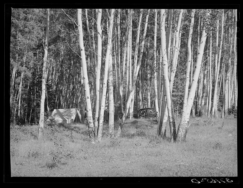 Campers in the aspen groves of Santa Barbara Canyon, near Llano, Taos County, New Mexico, Carson National Forest by Russell…