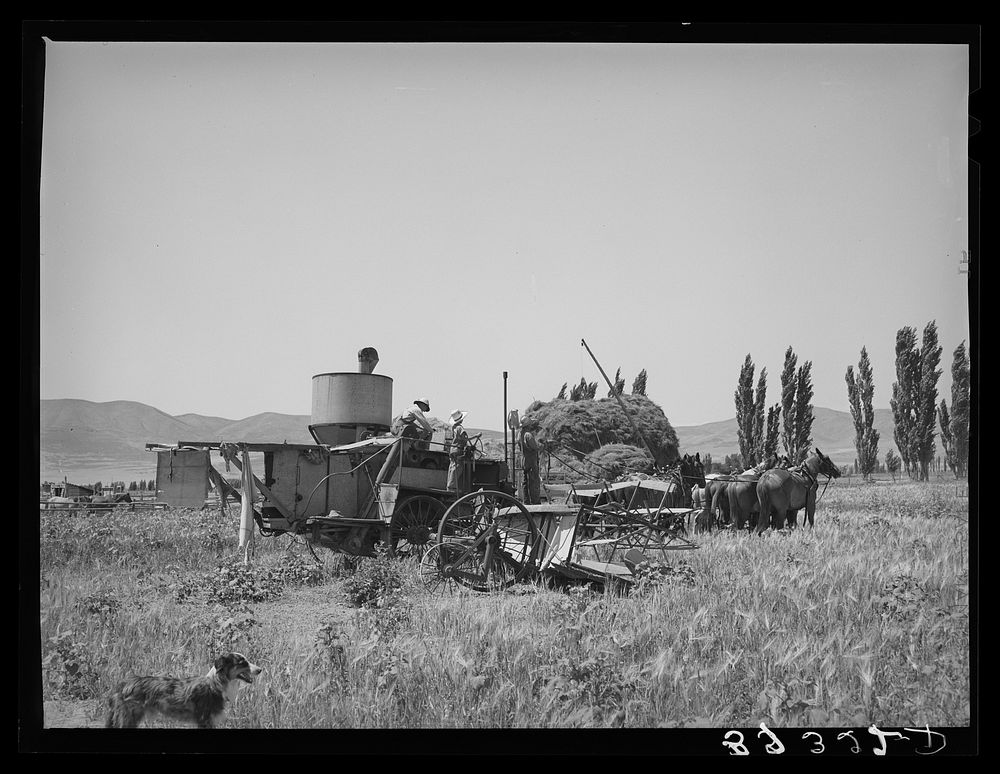 Old method of powering a combine by using several horses. Box Elder County, Utah by Russell Lee