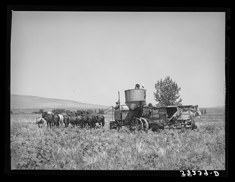 [Untitled photo, possibly related to: The old method of drawing a combine; ten or more horses were used. Box Elder County…