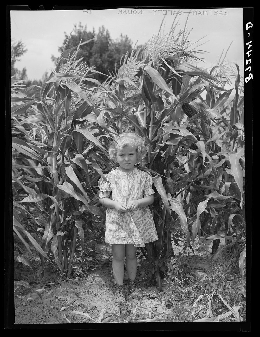 Sweet corn and daughter of a Mormon farmer. Snowville, Utah by Russell Lee