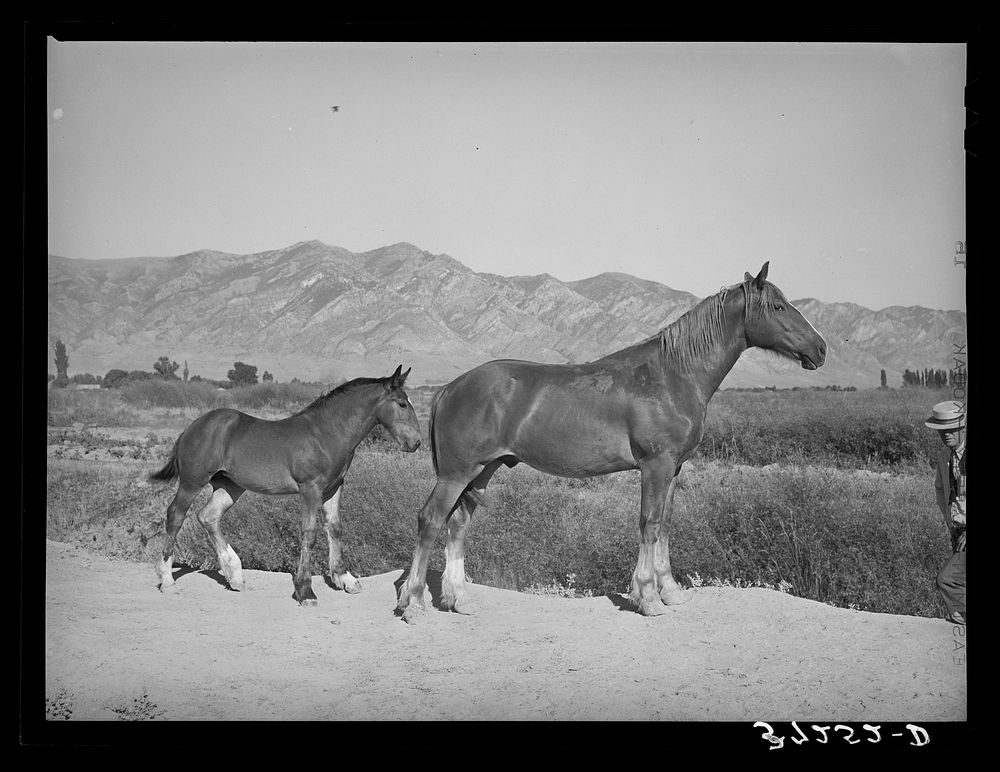 Colts from FSA (Farm Security Administration) cooperative sire. Box Elder County, Utah by Russell Lee